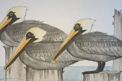 3Pelicans.jpg.webp