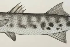Barracuda.jpg.webp