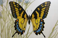 Butterfly.jpg.webp